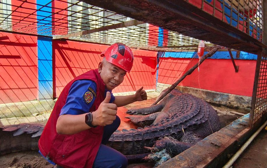 Buaya Terbesar di Indonesia? Ditangkap Warga Inhil, Kini Alami Infeksi Serius!
