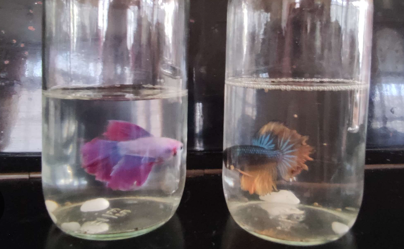 Memelihara Ikan Cupang Bisa Membantu Kamu Mengurangi Stres