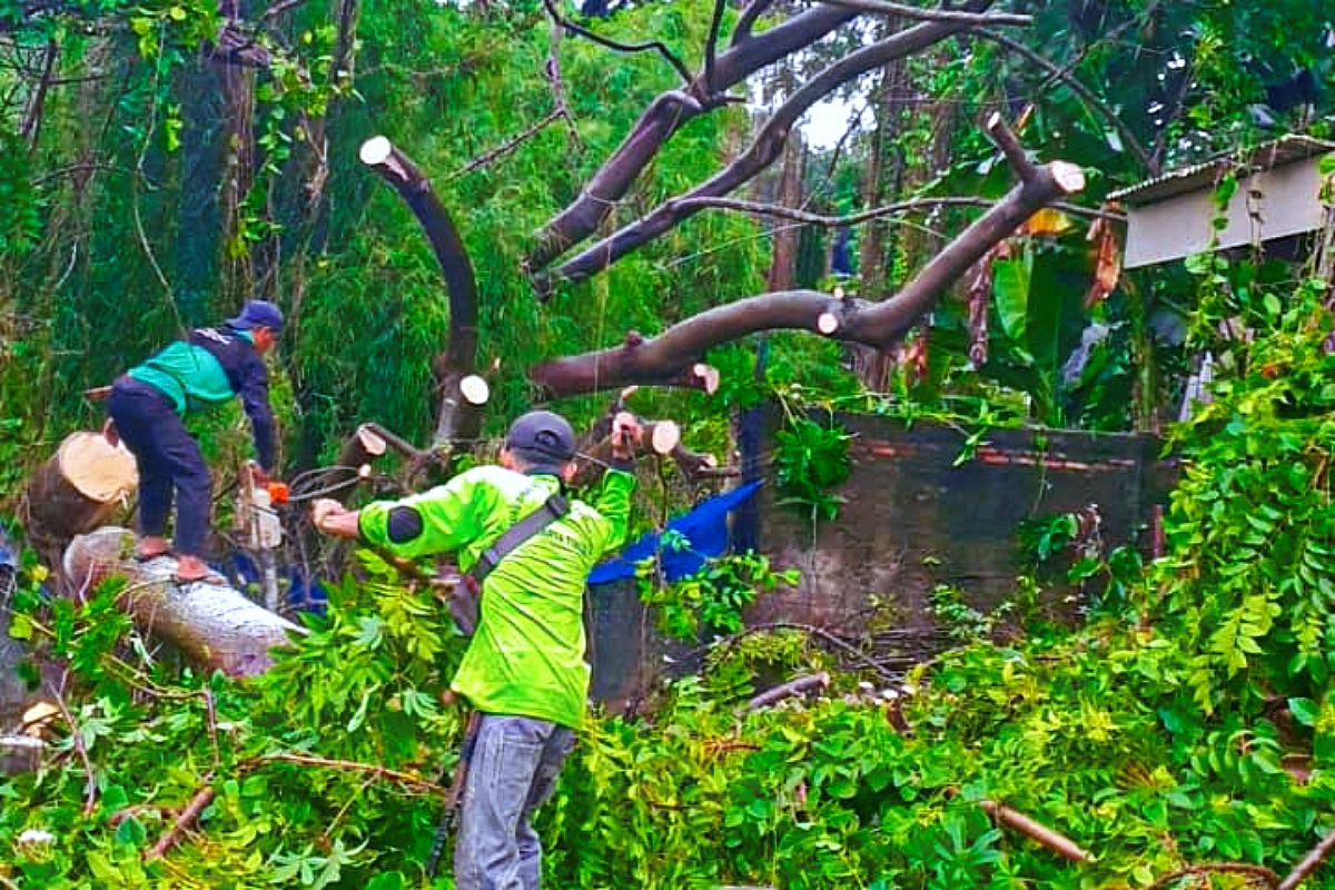 Tiga Pohon Tumbang dan Sempal di Jaktim Berhasil Dievakuasi