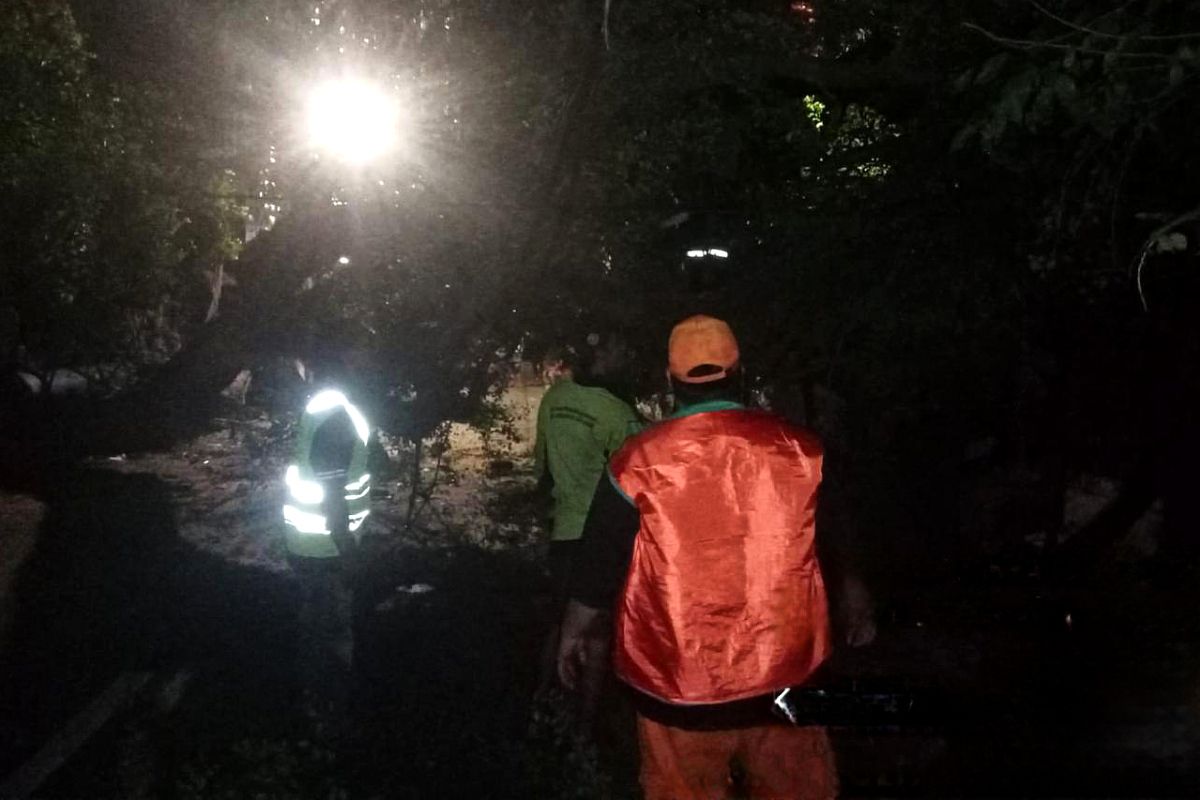 Petugas PPSU dan Tamhut Jakarta Utara Evakuasi Pohon Asam Londo Tumbang di Jalan Kedondong