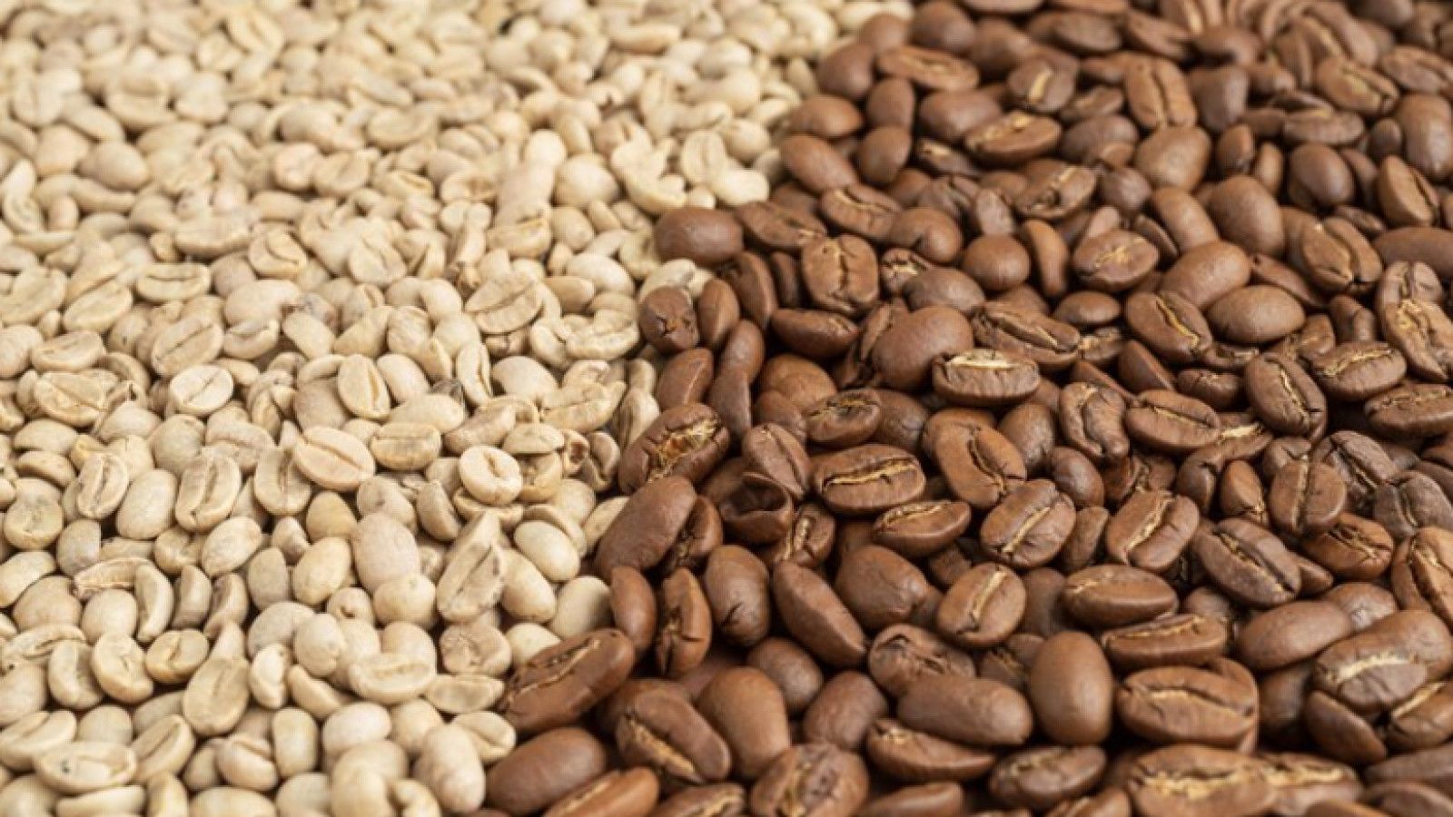 Membedah Karakteristik dan Pengolahan Biji Kopi Arabica dan Robusta