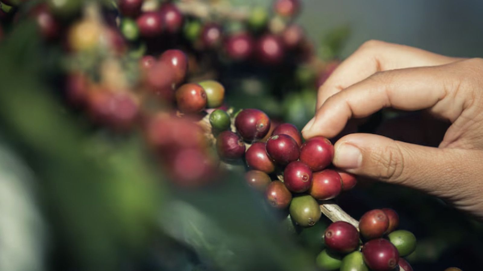 Transformasi Kopi Indonesia: Dari Komoditas Kolonial hingga Identitas Nasional