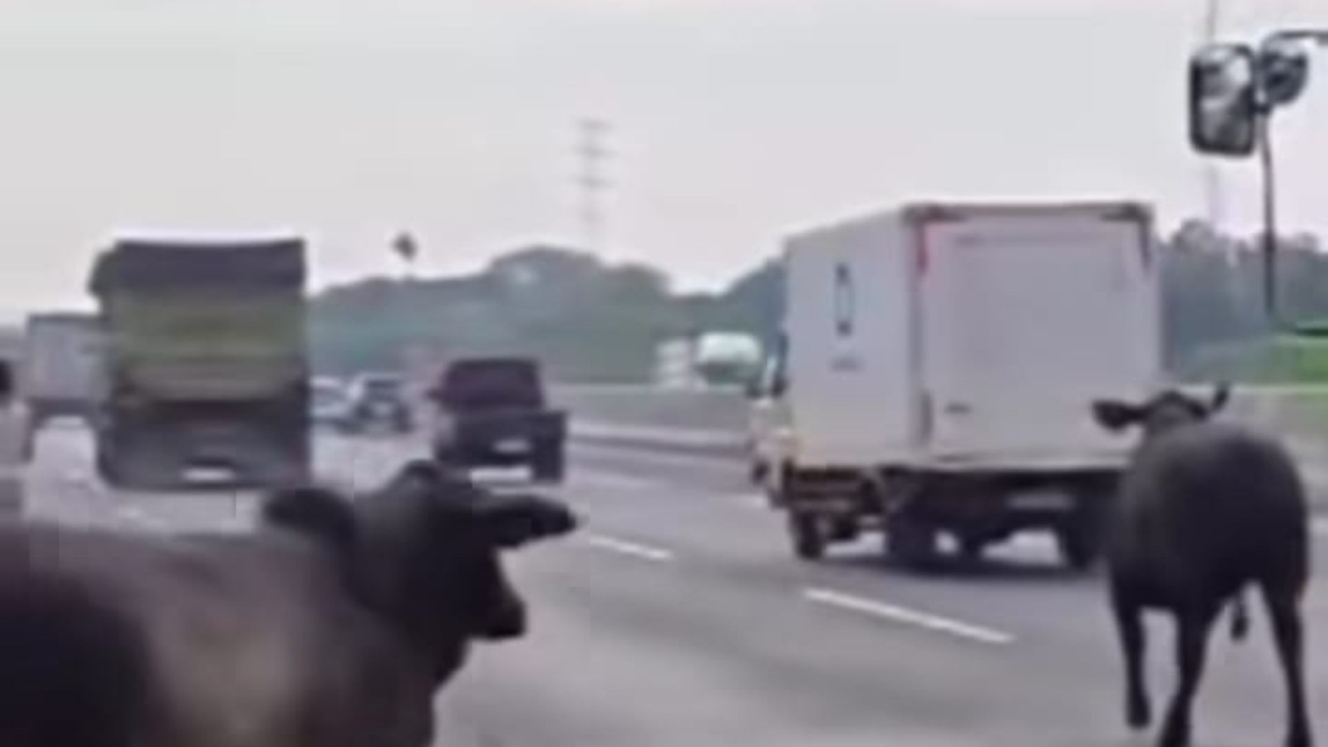 Tol Cikampek Gempar, Dua Sapi Terjun ke Jalan Usai Pintu Truk Terbuka