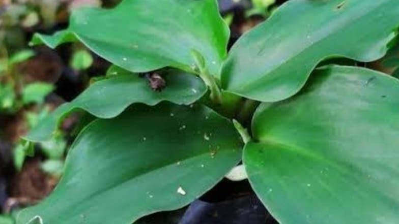 10 Manfaat Daun Kencur untuk Kesehatan, Khasiatnya Luar Biasa!