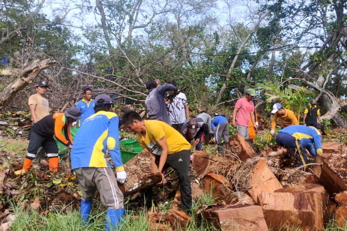 Personel Gabungan Evakuasi Pohon Tumbang di Pulau Sabira