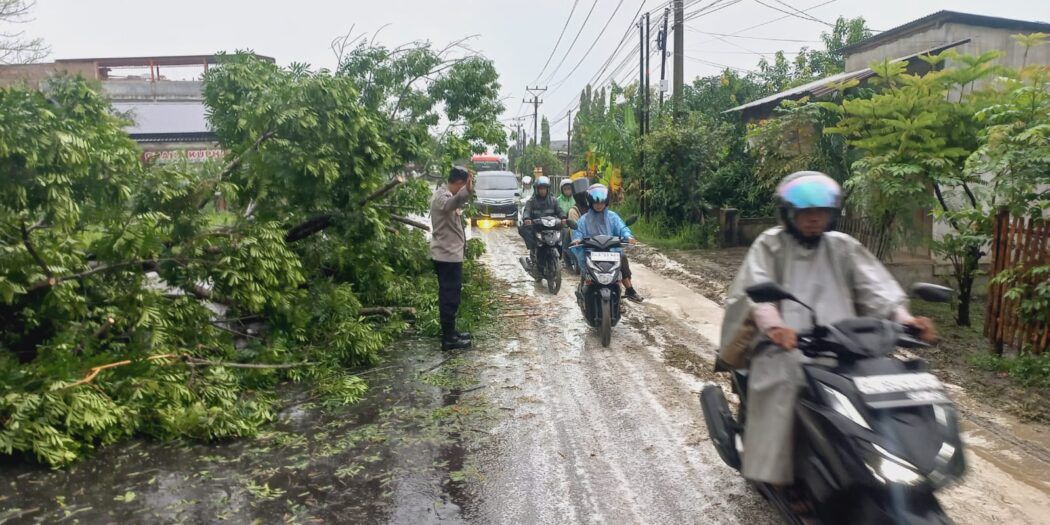 Akses Jalan Lumpuh Akibat Pohon Lapuk Tumbang, Polsek Dewantara Turun Tangan