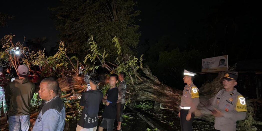 Akses Jalan Macet Total! Pamapta Lhokseumawe Turun Tangan Evakuasi Pohon Tumbang