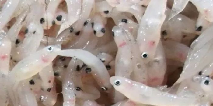 Rahasia Dari Kenikmatan Ikan Mungil dari Air Tawar, Ikan Nike