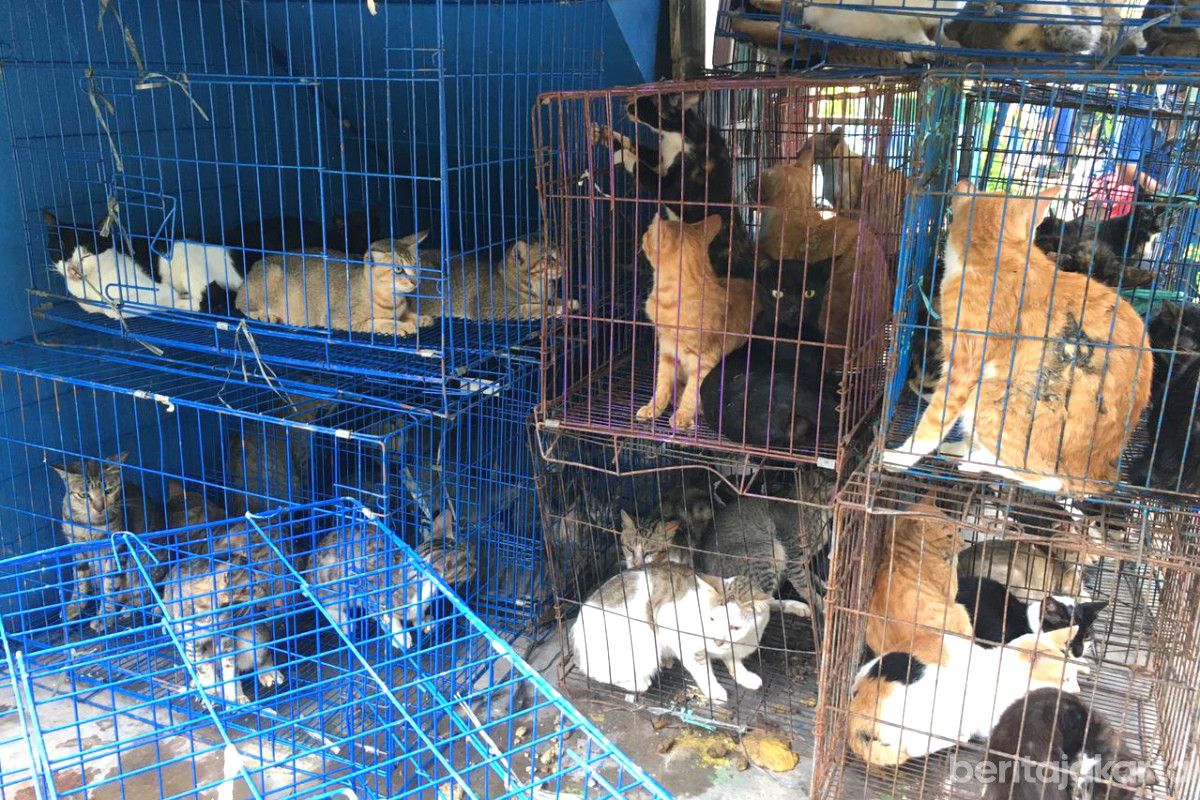 Pemprov DKI Terapkan Pergub Larangan Jual-Beli dan Konsumsi Daging Hewan Penular Rabies