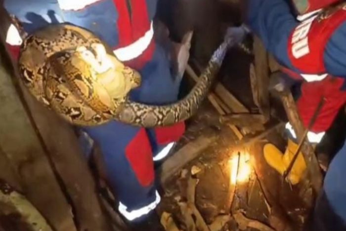 ULAR SANCA MASUK PEMUKIMAN, DAMKAR KOTA JAMBI GERAK CEPAT LAKUKAN EVAKUASI