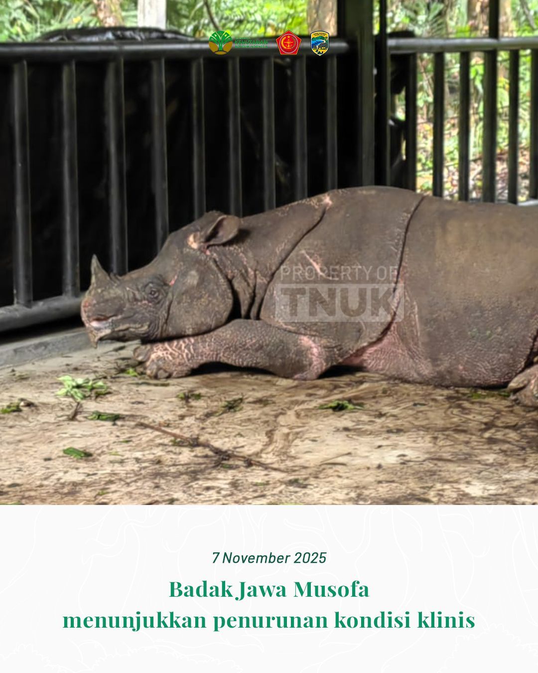 Musofa Badak Jawa Mati saat Ditranslokasi