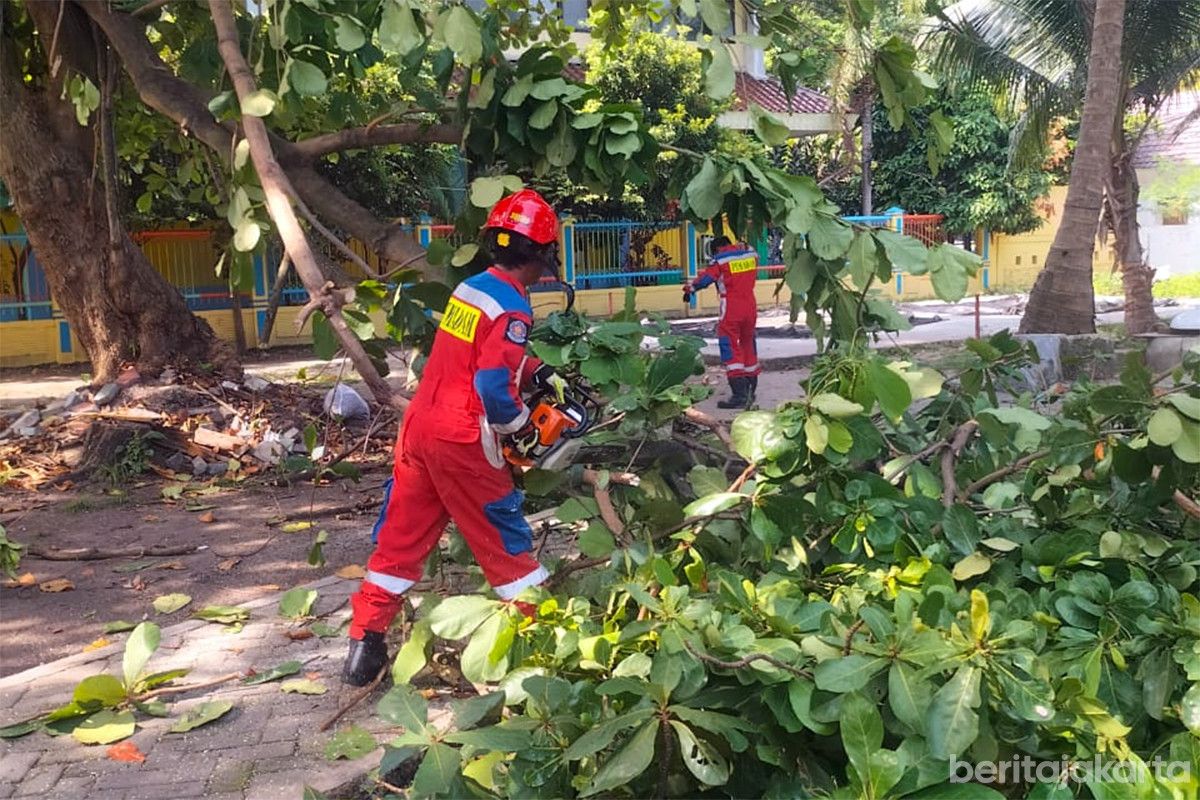 Petugas Gabungan Evakuasi Pohon Tumbang di Pulau Kelapa Tanpa Korban