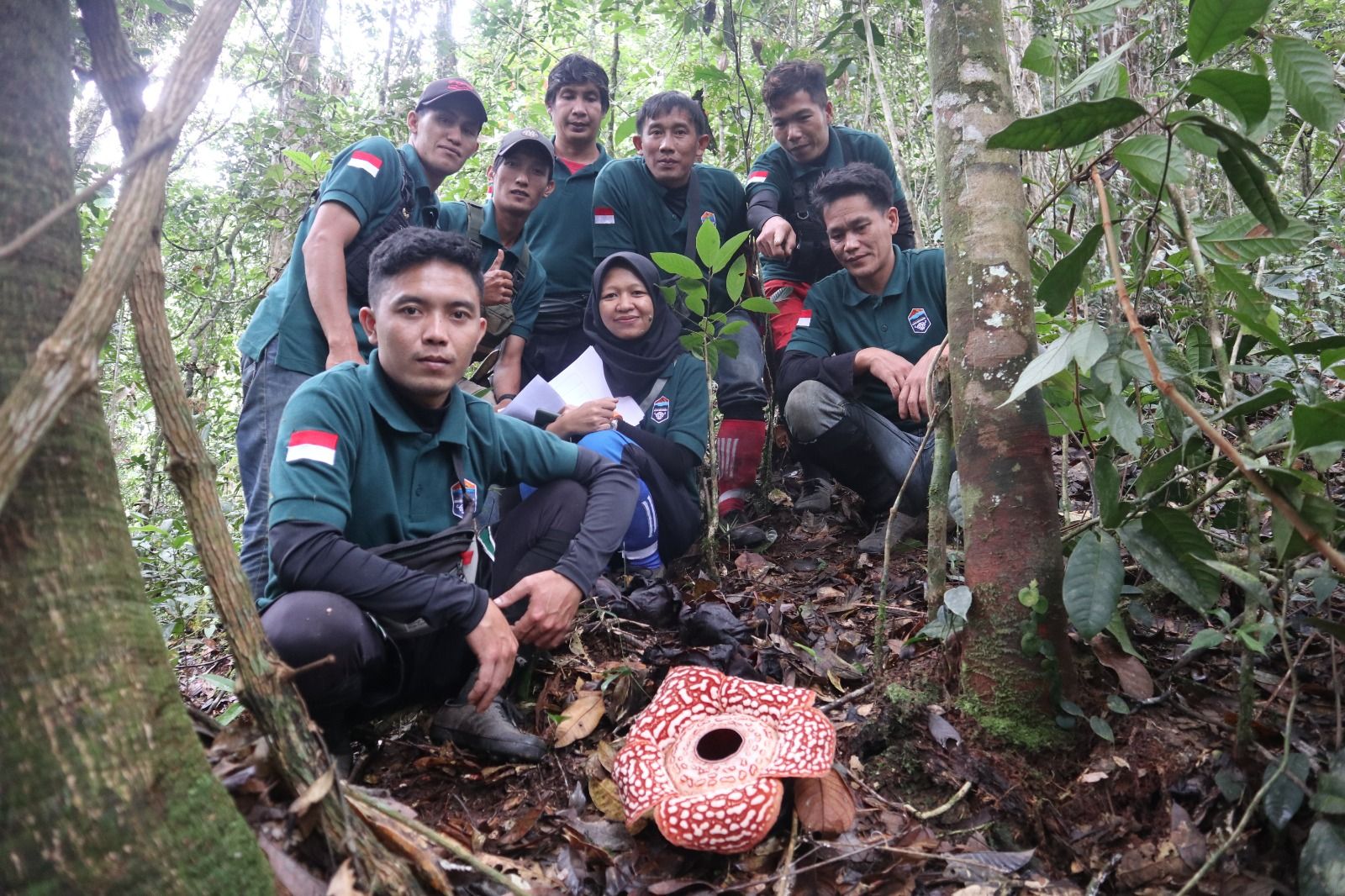 Rafflesia Tumbuh dan Mekar Dekat Permukiman Warga di Krayan