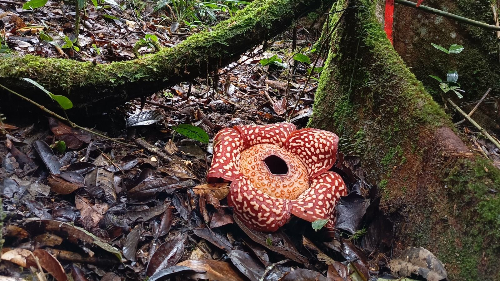 Rafflesia Tumbuh dan Mekar Dekat Permukiman Warga di Krayan