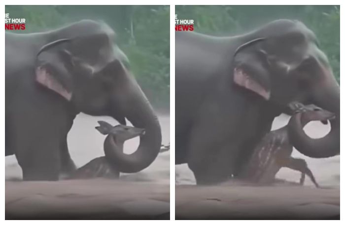 Video Viral Gajah Selamatkan Rusa saat Banjir: Menyentuh Tapi Ternyata...