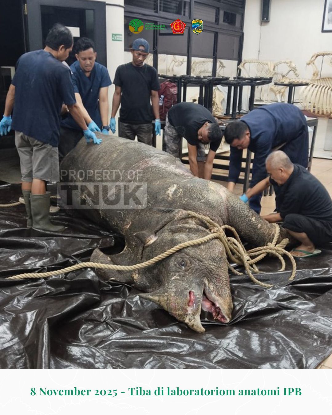 Ini Penyebab Kematian Musofa Badak Jawa Jantan Yang Berada Di Ujung Kulon