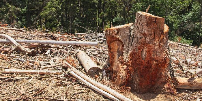 Apa itu Deforestasi, Dampak dan Pencegahannya