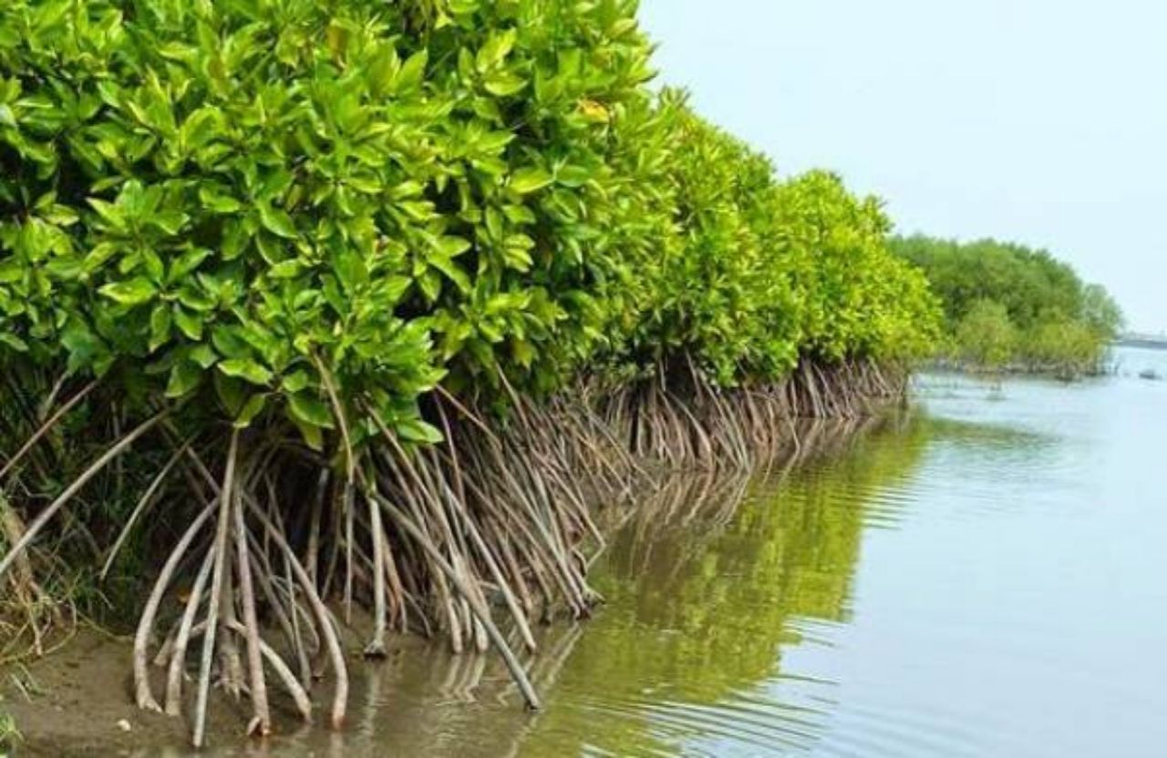 Gubernur Banten: HMPMI Mangrove Konservasi Wilayah Pesisir