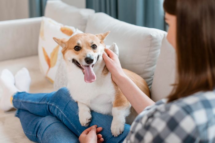 Anjing Tidak Berkeringat? Ini Cara Menjaganya Tetap Sehat dan Aman