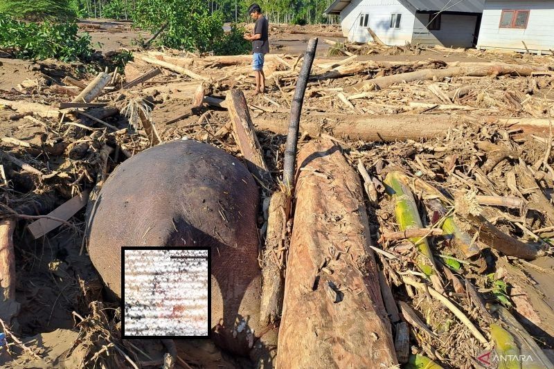 Sedihnya, Banjir di Pidie Jaya Aceh pun Berdampak pada Hewan: Gajah Sumatra Ditemukan Mati Terhimpit Kayu!