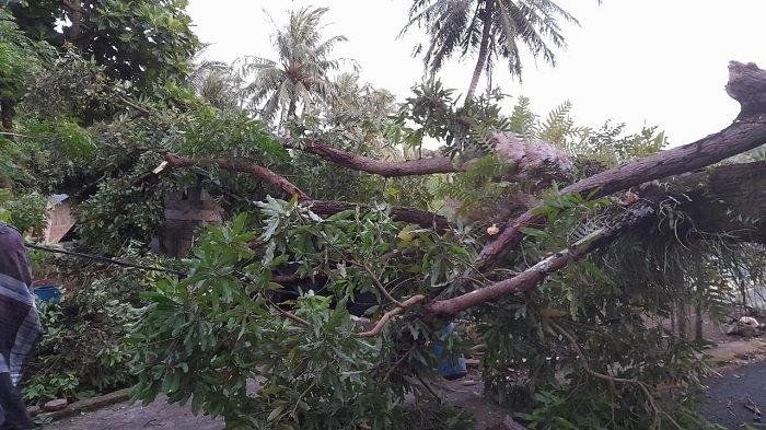 Pohon Besar Tumbang, Akses Jalan Hutan Kebon Kembang Terputus Total