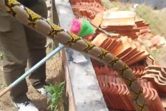 Damkar Evakuasi Ular Sanca Sepanjang 2 Meter di Talang Bakung