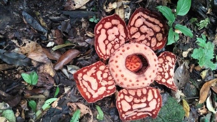 Pakar UGM Soroti Mendesaknya Pelestarian Rafflesia Hasseltii di Hutan Sumatera