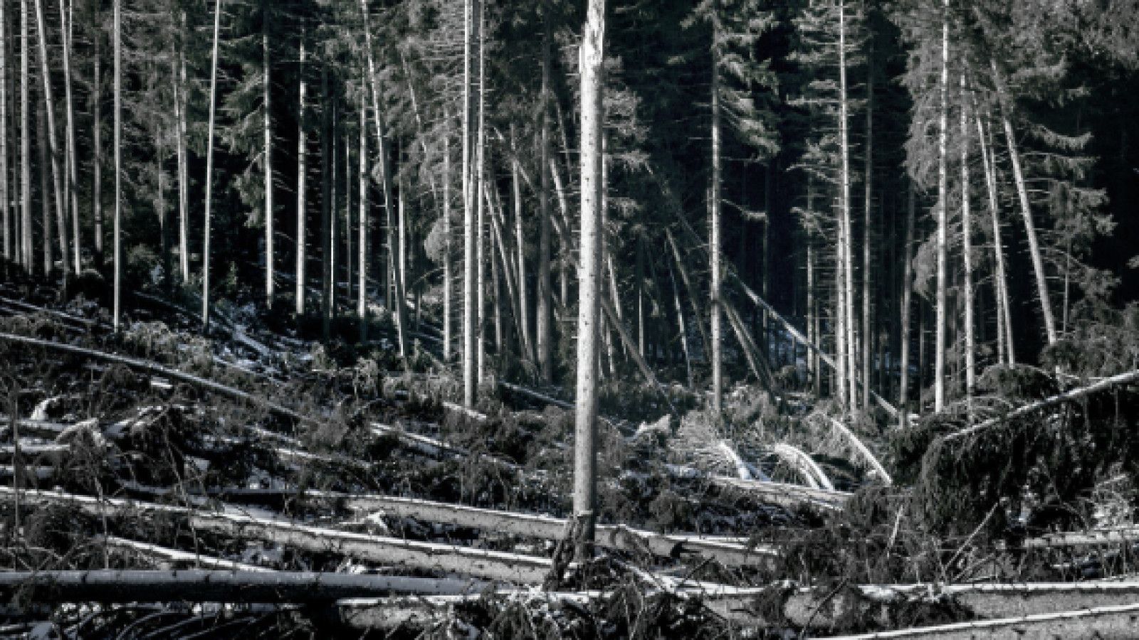 Dampak Illegal Logging Terhadap Banjir di Indonesia