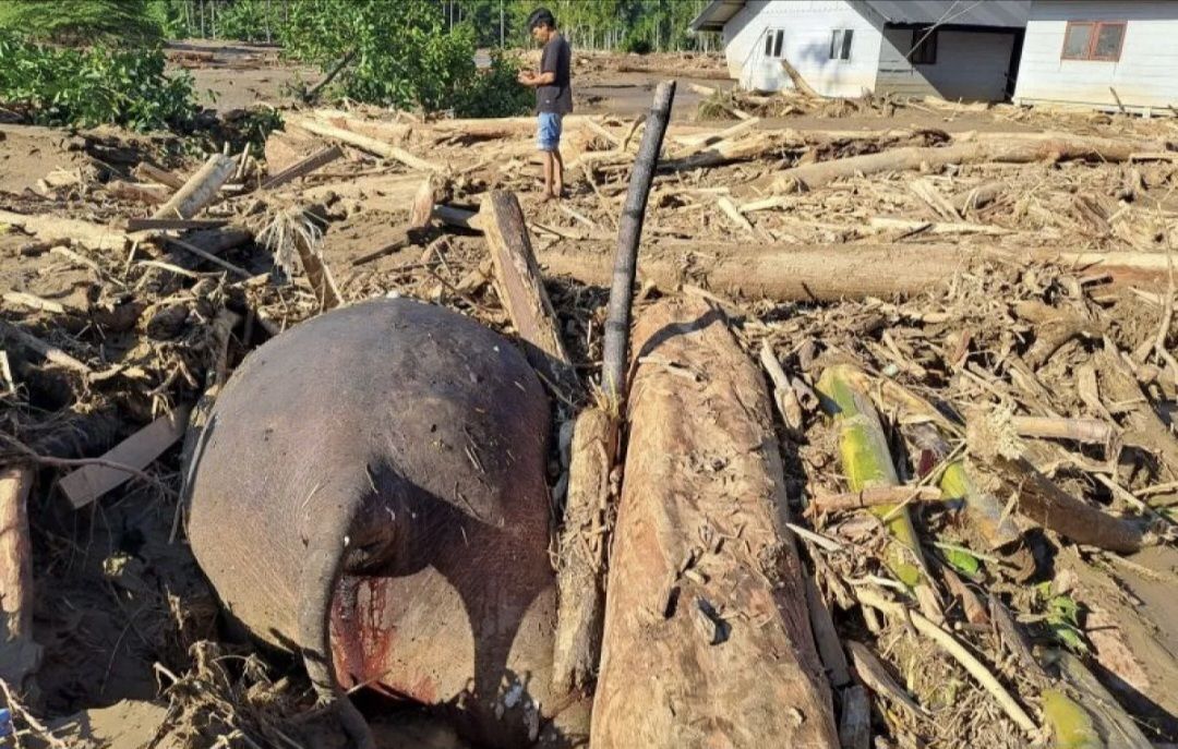 Gajah Sumatera Tewas Terbawa Banjir di Aceh, Guru Besar UGM Sebut Tergusur Alih Fungsi Lahan : Sawit Ancaman Besar