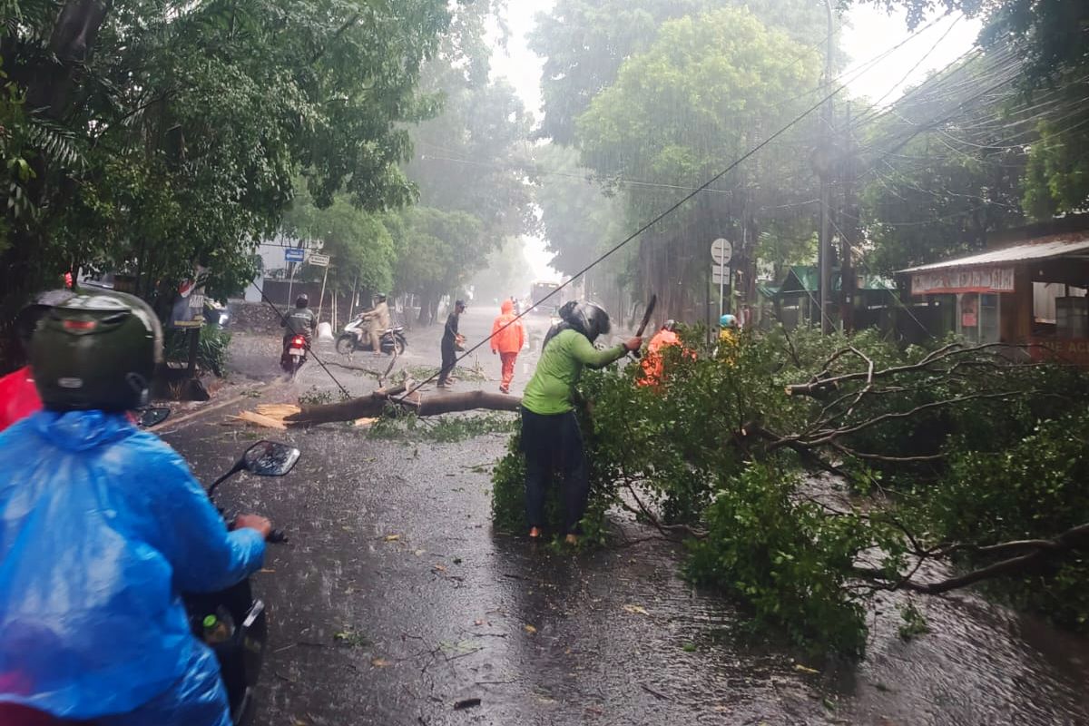 13 Pohon Tumbang di Jaktim Berhasil Dievakuasi Petugas Gabungan