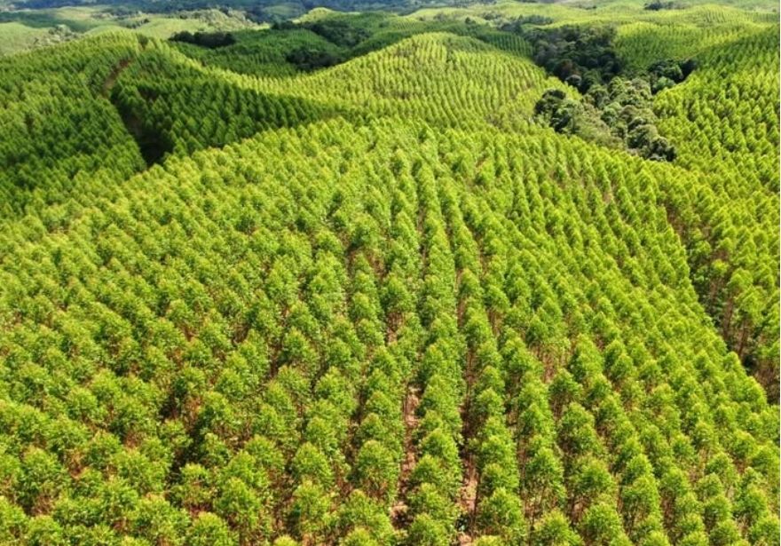 Siapa Pemilik PT Toba Pulp Lestari Sekarang? Ini Dia Penjelasannya