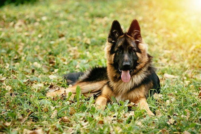 Mengenal Belgian Malinois: Anjing K-9 Paling Intens dan Berdedikasi