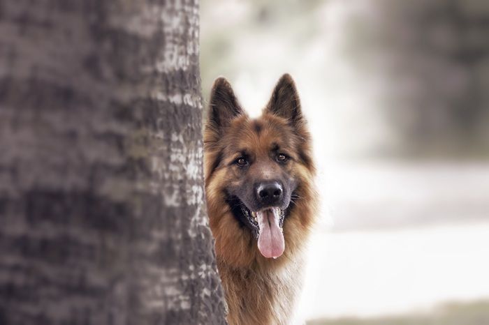 Mengenal Belgian Malinois: Anjing K-9 Paling Intens dan Berdedikasi