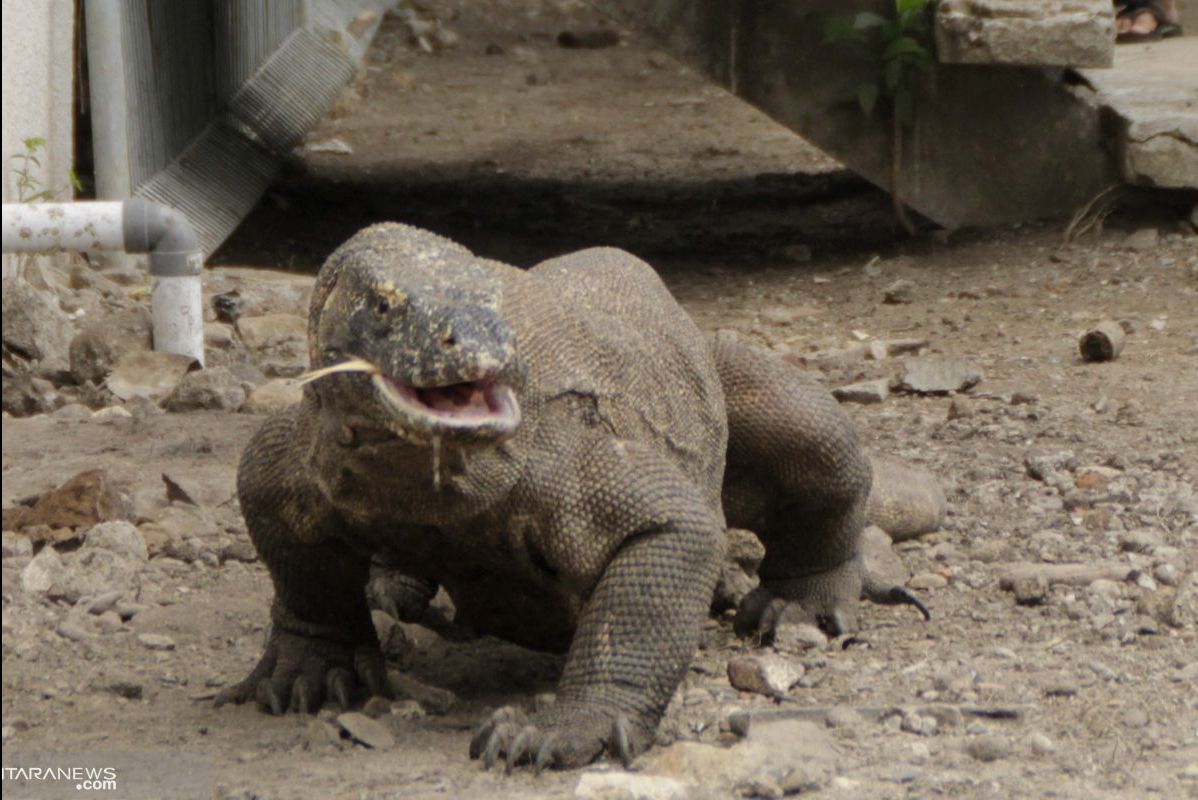 Di Tepi Komodo, Negara Diuji: Skandal Pertambangan Ilegal dan Agenda Pembersihan Sumber Daya