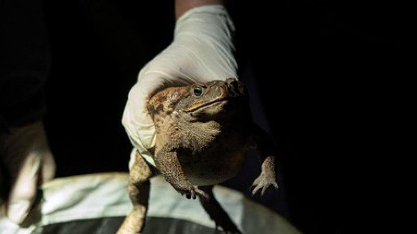 Infeksi Paru Langka Akibat Konsumsi Katak Mentah: Kasus Menarik dari Shanghai