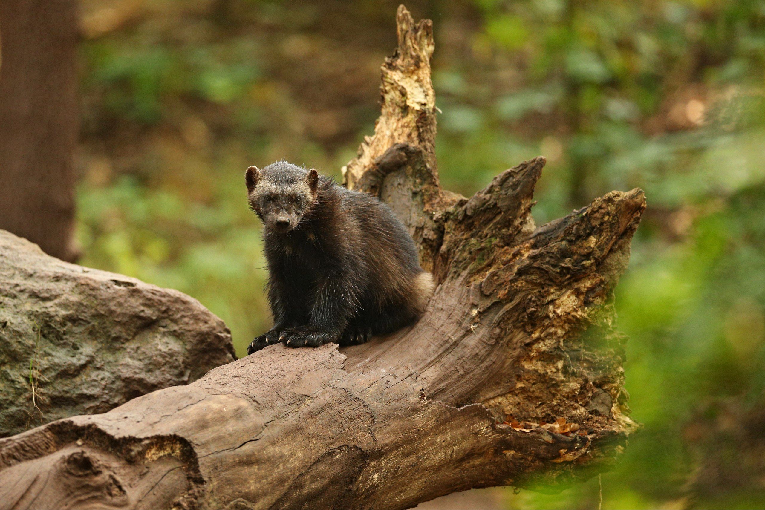 5 Arti Mimpi Musang Menurut Primbon Jawa, Pertanda Buruk atau Baik?