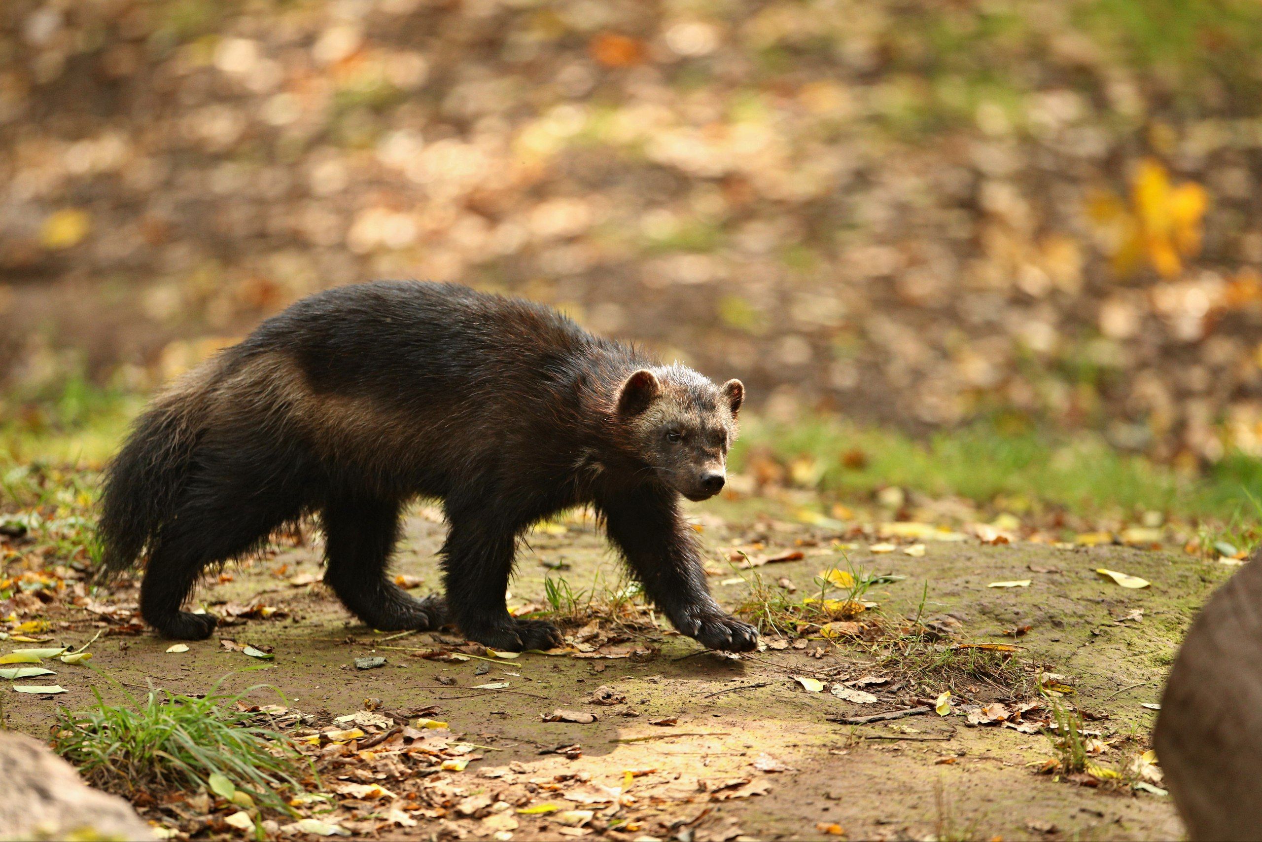 5 Arti Mimpi Musang Menurut Primbon Jawa, Pertanda Buruk atau Baik?