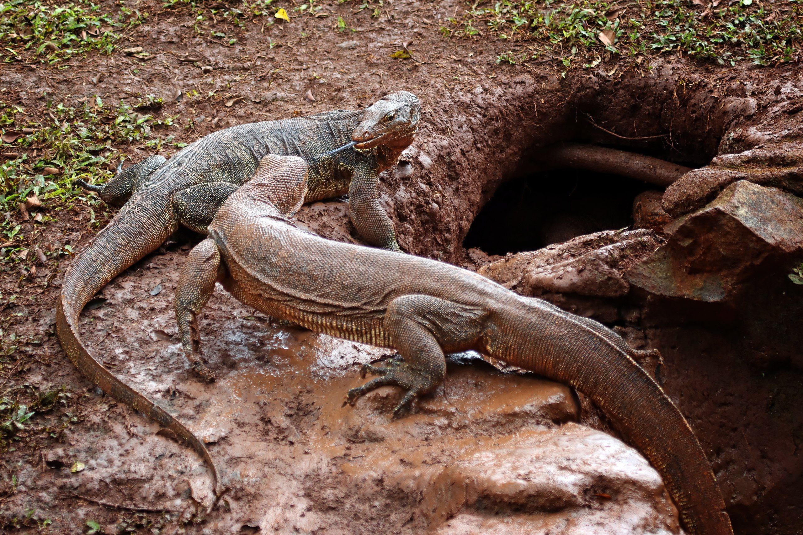 5 Arti Mimpi Dikejar Komodo Menurut Primbon Jawa, Pertanda Buruk?