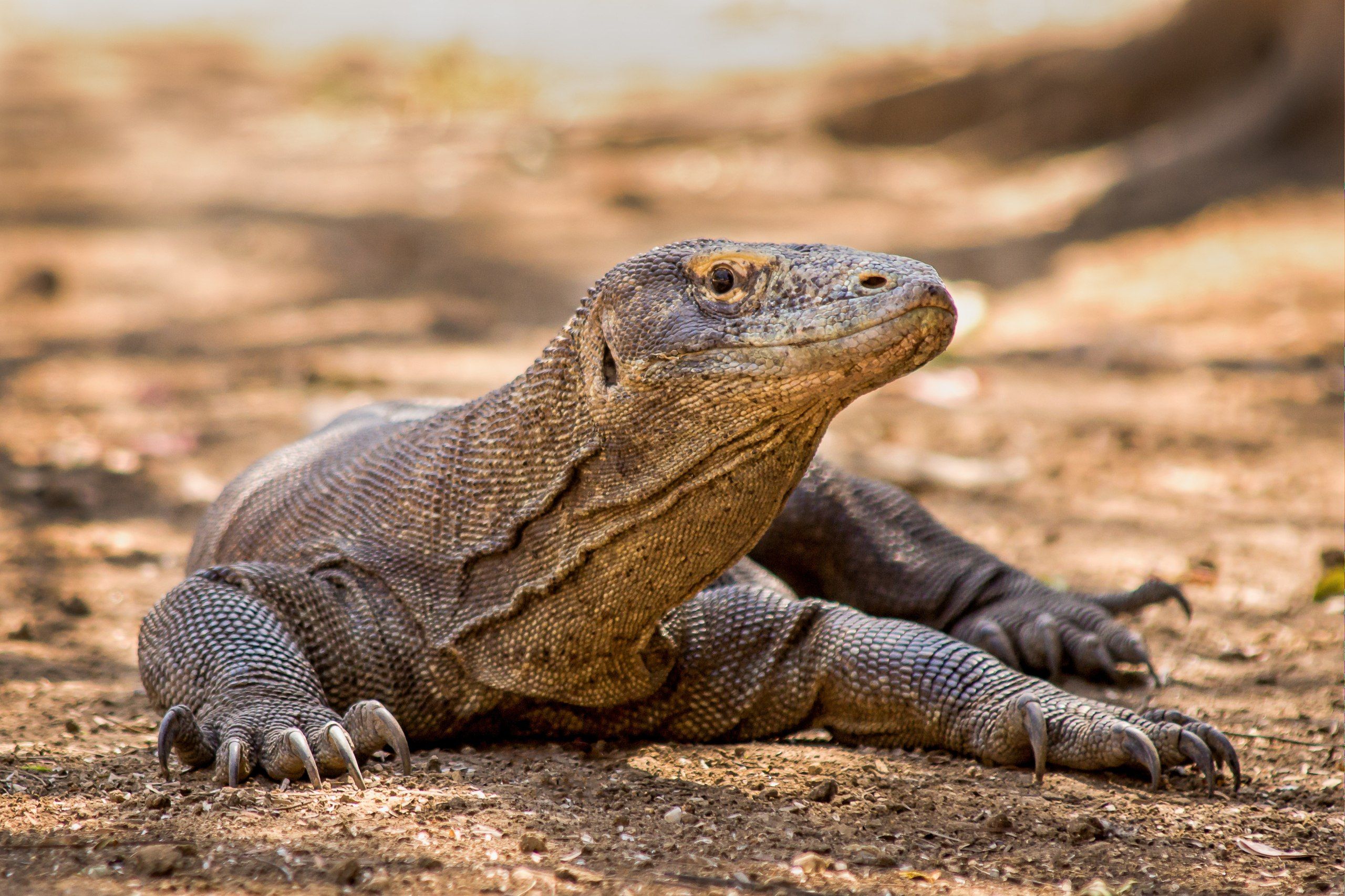 5 Arti Mimpi Dikejar Komodo Menurut Primbon Jawa, Pertanda Buruk?