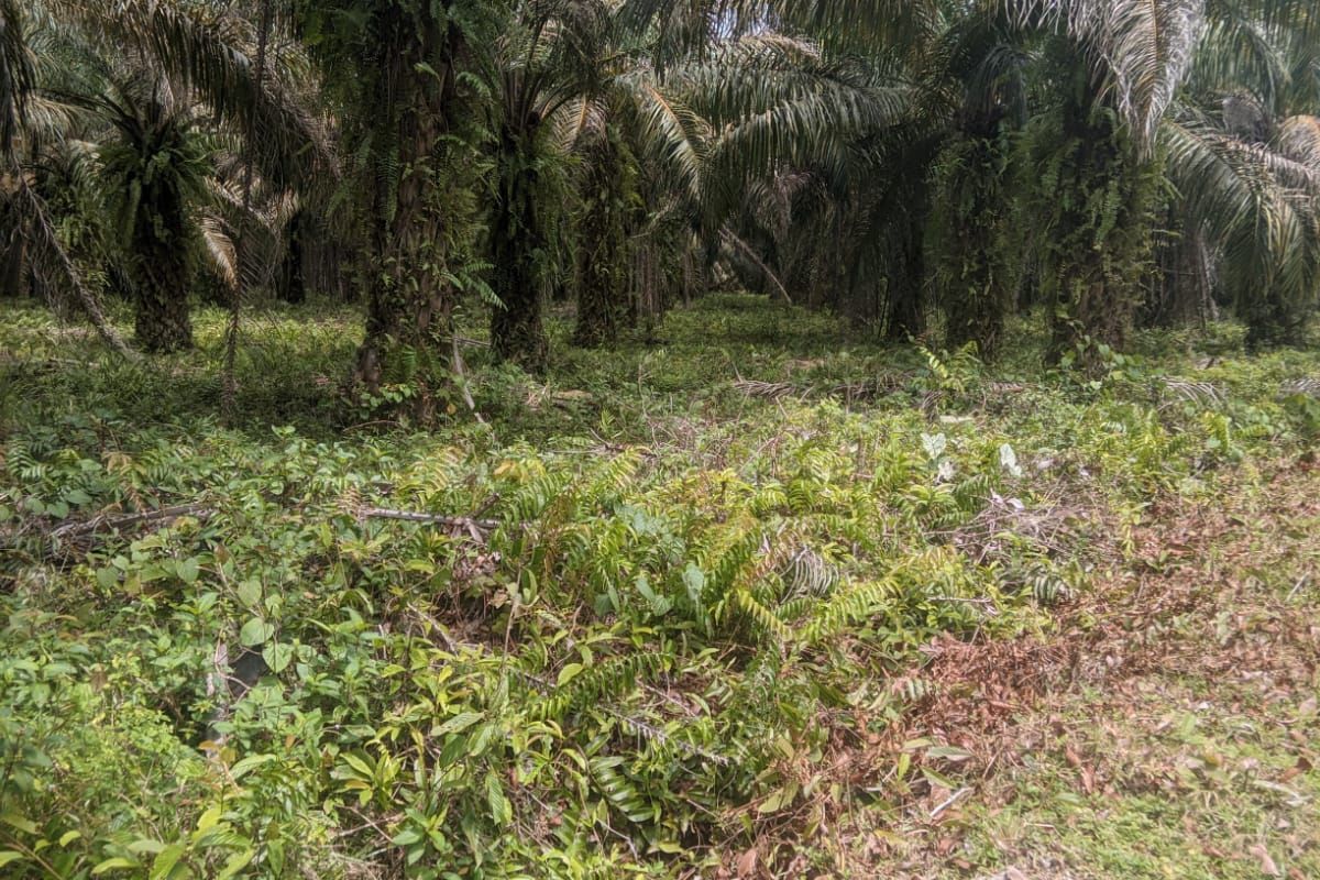 Polemik Pembangunan Markas Yon TP 872 di Luwu Utara, Pemprov Sulsel Tegaskan Lahan Sah Milik Daerah