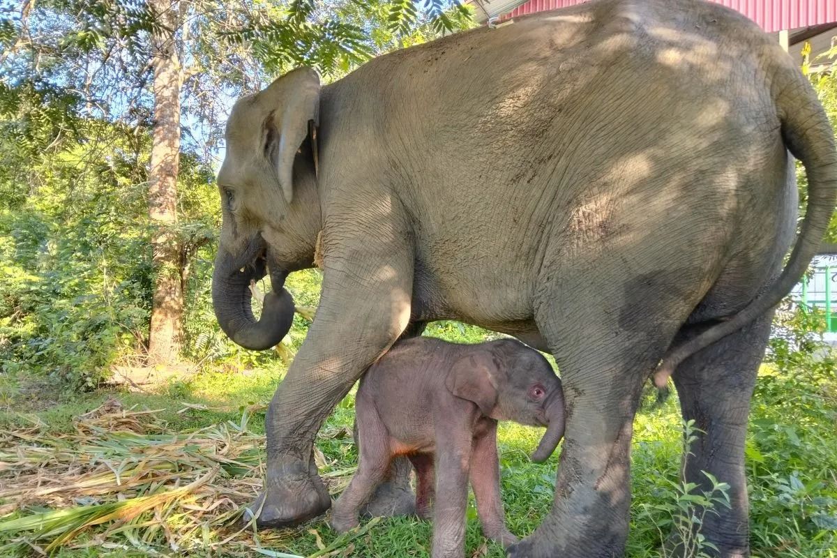 Kabar Gembira! Yulia Gajah di Way Kambas Lahirkan Anak Gajah Betina
