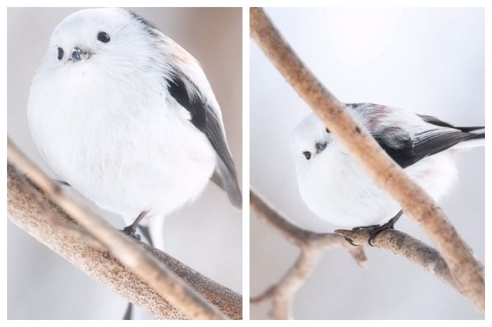 Viral Burung Mirip Salju di Alam Liar, Ini 6 Fakta Tentang Shima Enaga