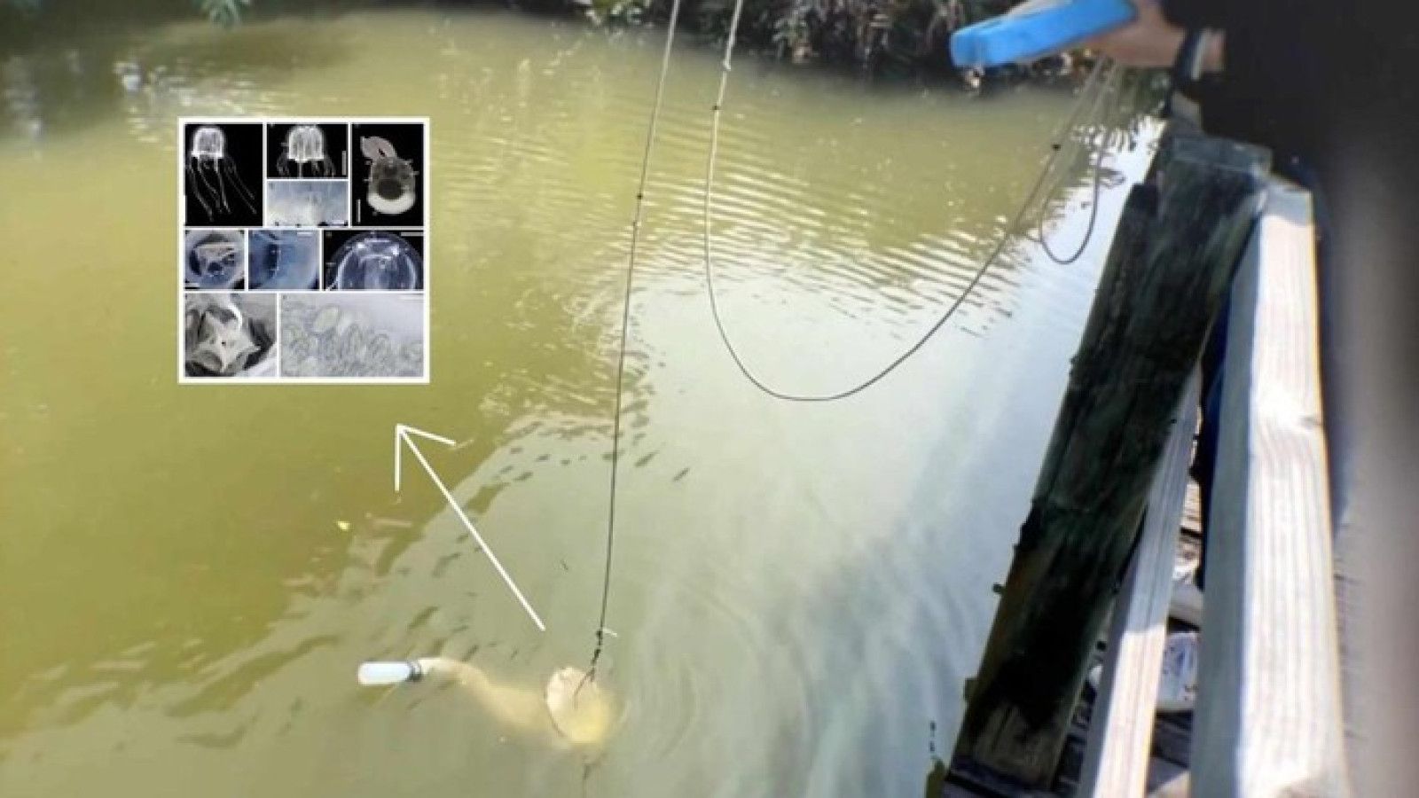 Penemuan Spesies Ubur-Ubur Baru di Hong Kong: Tripedalia Maipoensis