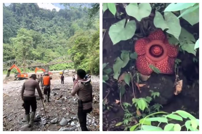 Viral, Tim SAR Temukan Bunga Rafflesia Mekar Langka saat Penyisiran Korban Banjir
