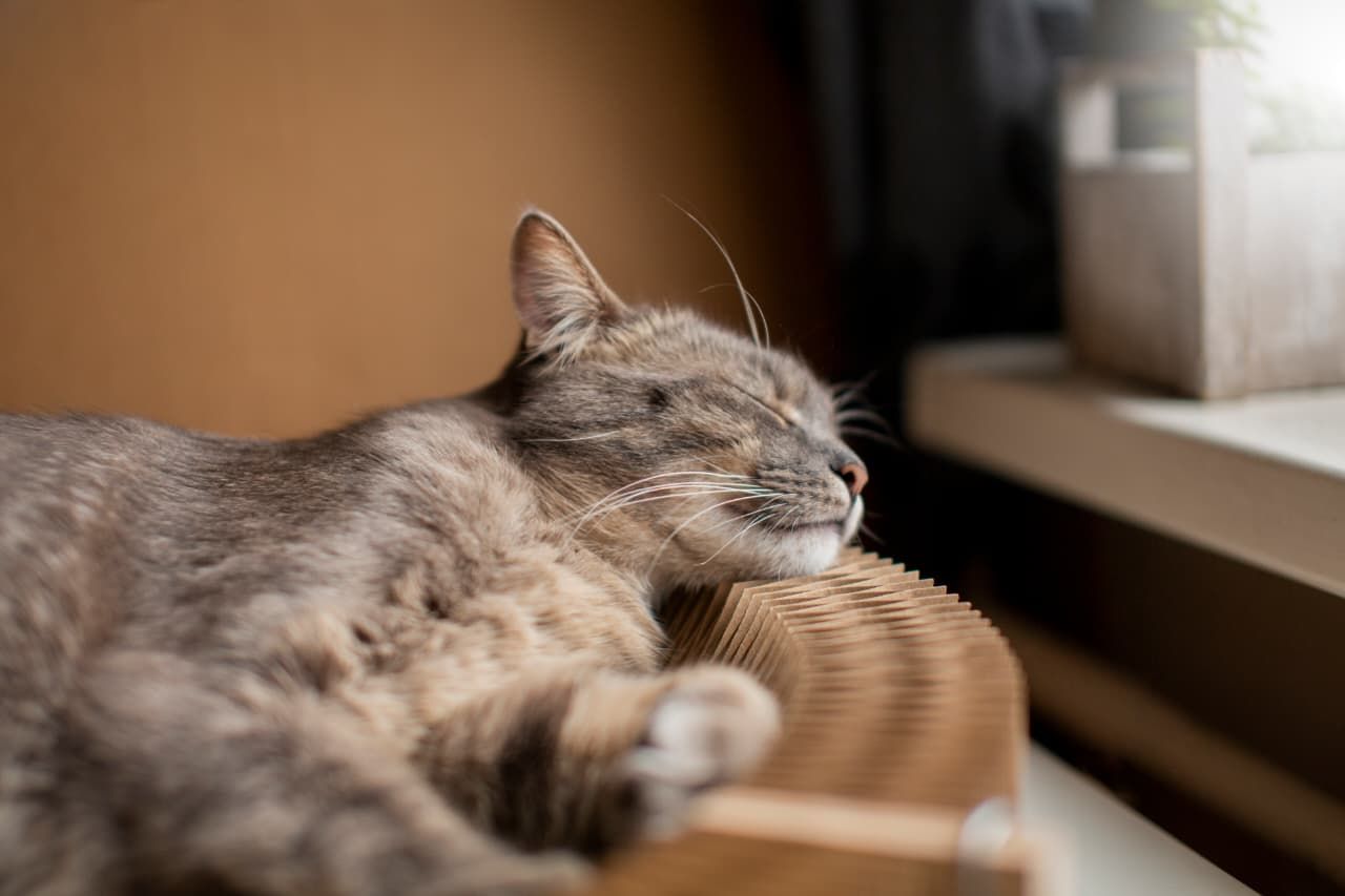 5 Arti Mimpi Kucing Mati Menurut Primbon Jawa, Benarkah Pertanda Buruk?