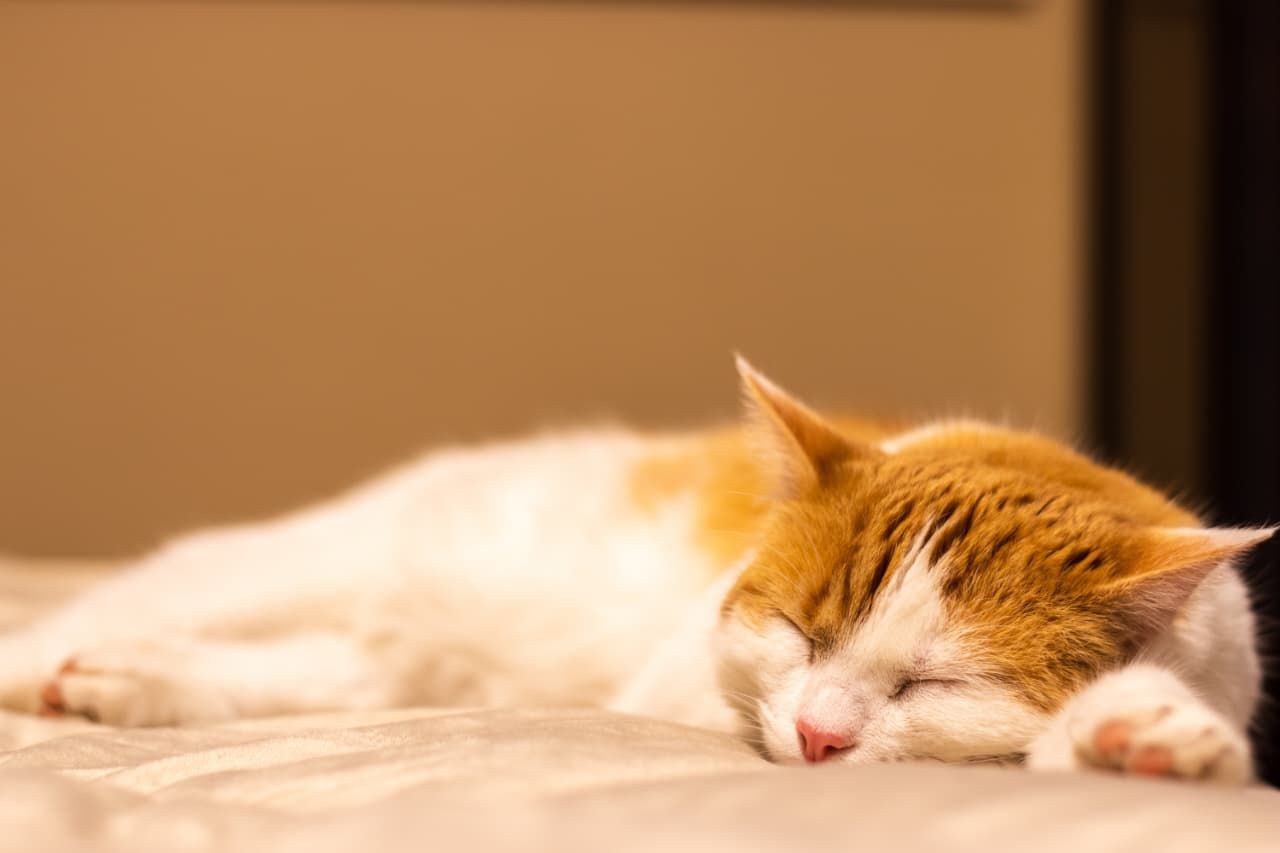 5 Arti Mimpi Kucing Mati Menurut Primbon Jawa, Benarkah Pertanda Buruk?