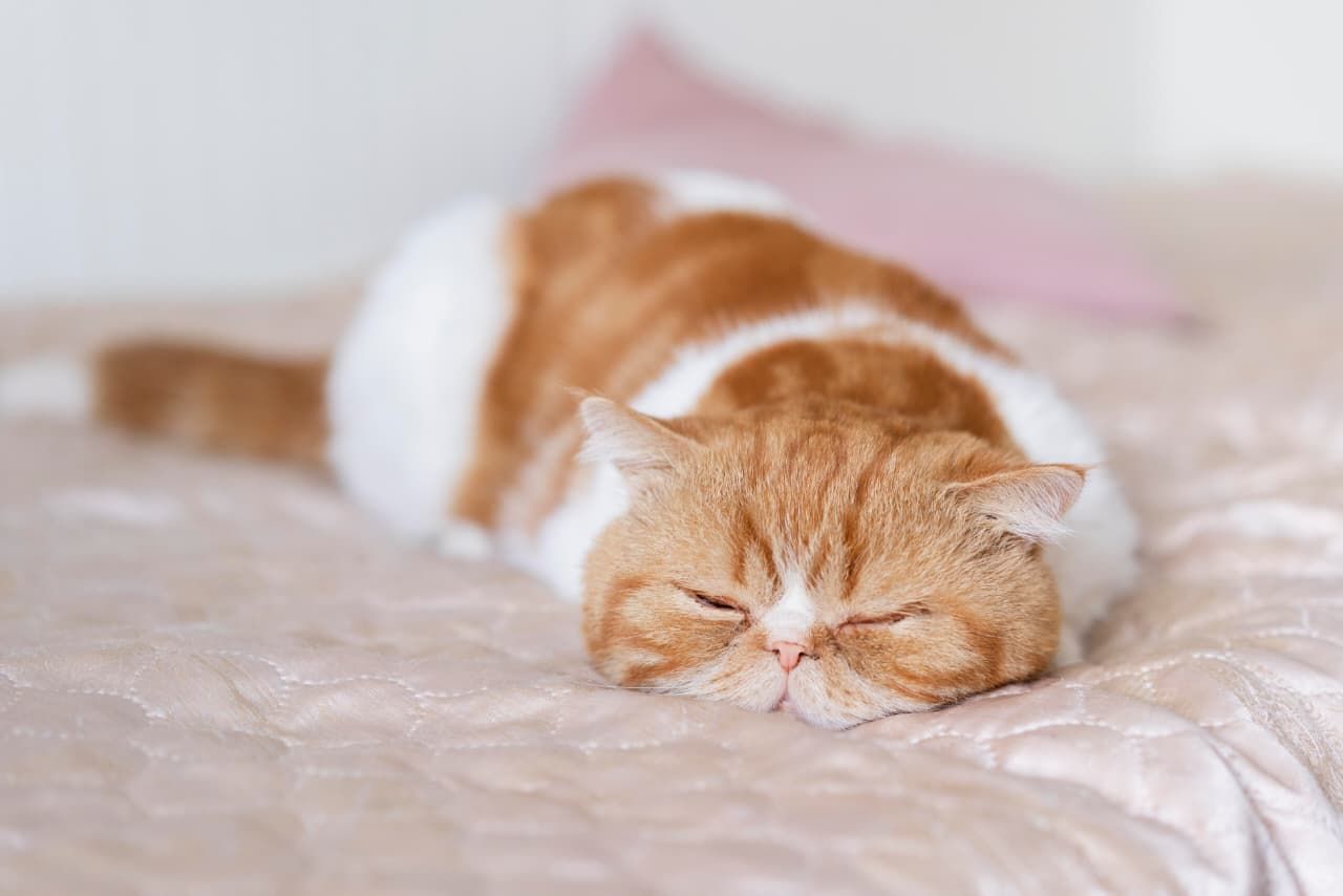 5 Arti Mimpi Kucing Mati Menurut Primbon Jawa, Benarkah Pertanda Buruk?