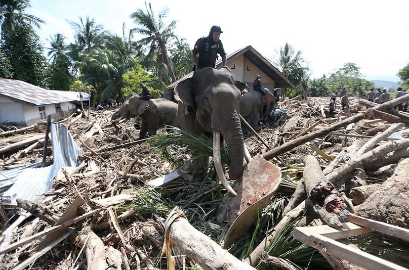 Gajah Turun Gunung Bantu Bersihkan Pidie Jaya Pascabanjir