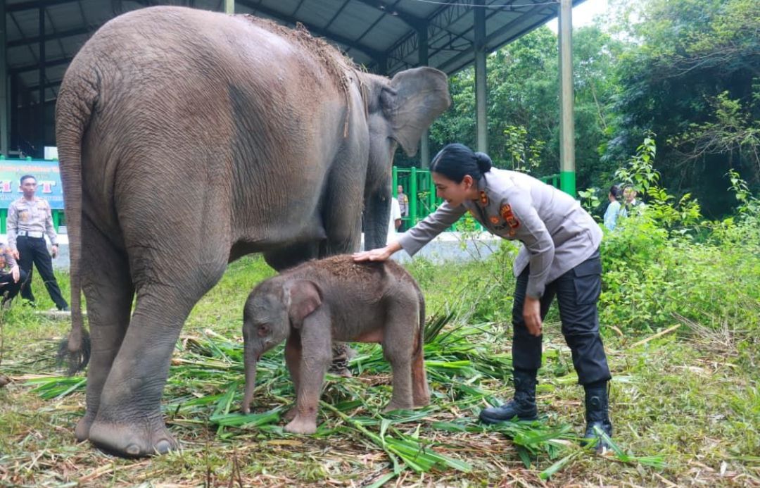 Anak Gajah Sumatera yang Baru Lahir di Way Kambas Diberi Nama Heti