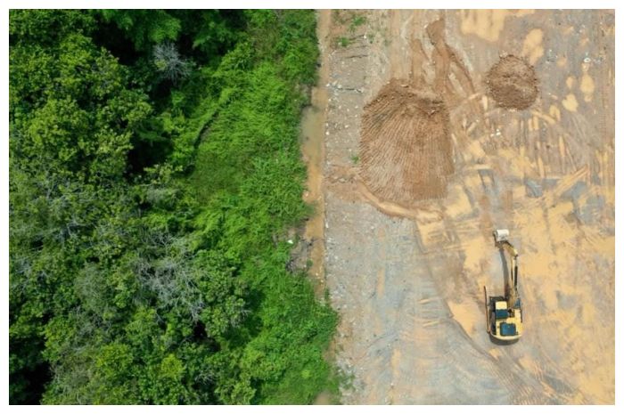 Indonesia Negara ke-2 yang Kehilangan Hutan Primer Terbesar, Ini Dampaknya!
